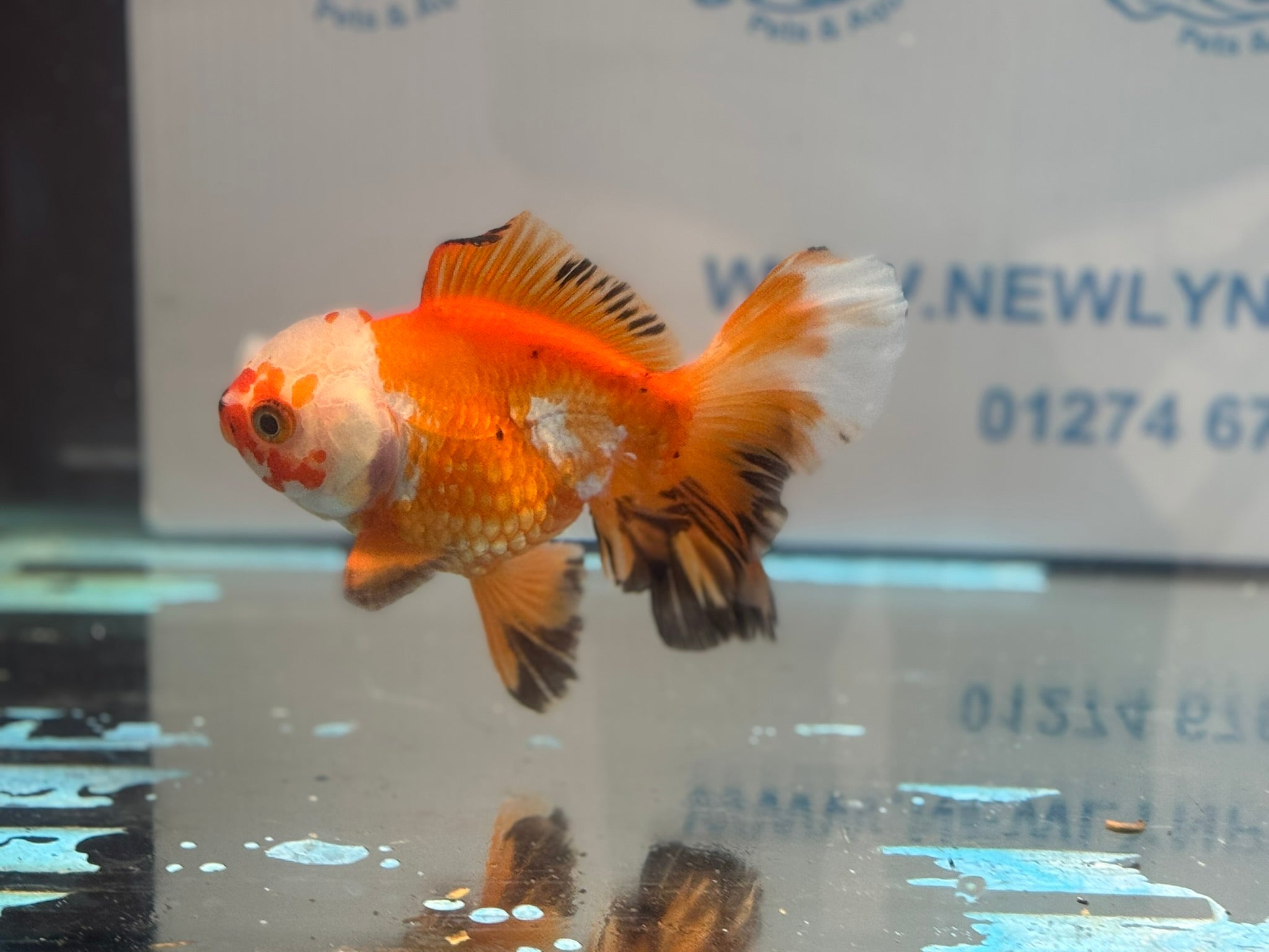 Oranda 13cm OR14 (Fish in photo)