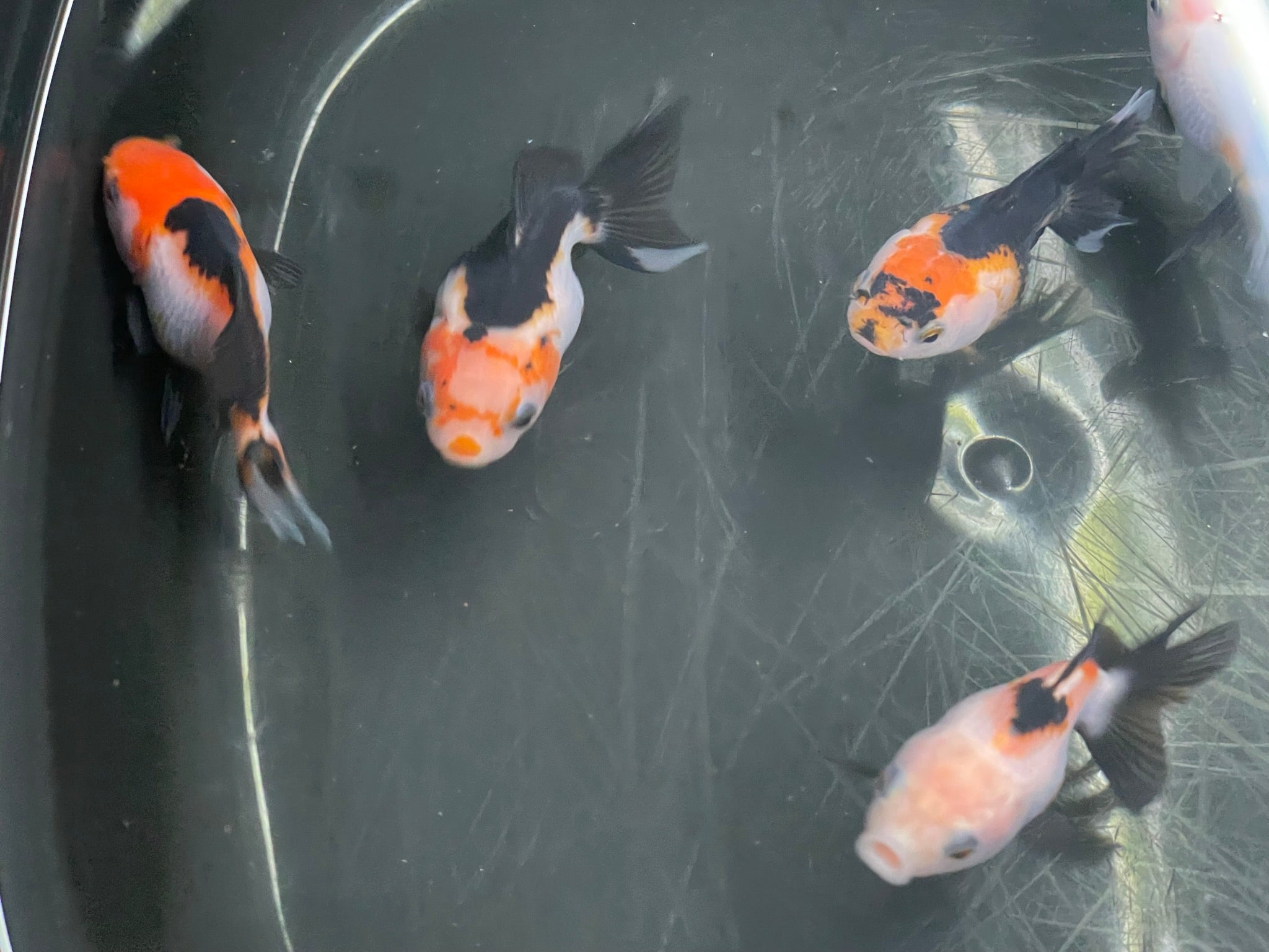 Tri Coloured Oranda Baby 6-7cm (BF12C)
