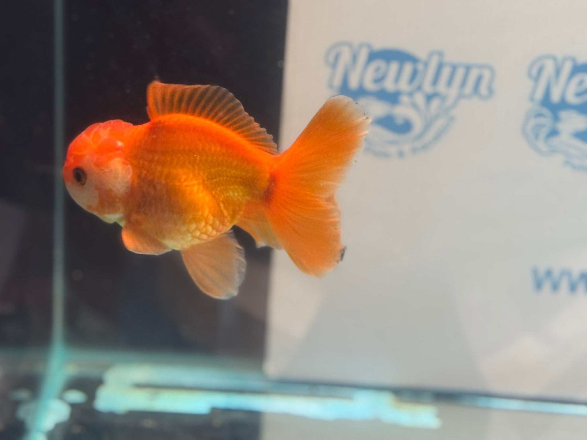 Oranda 13cm OR17 (Fish in photo)