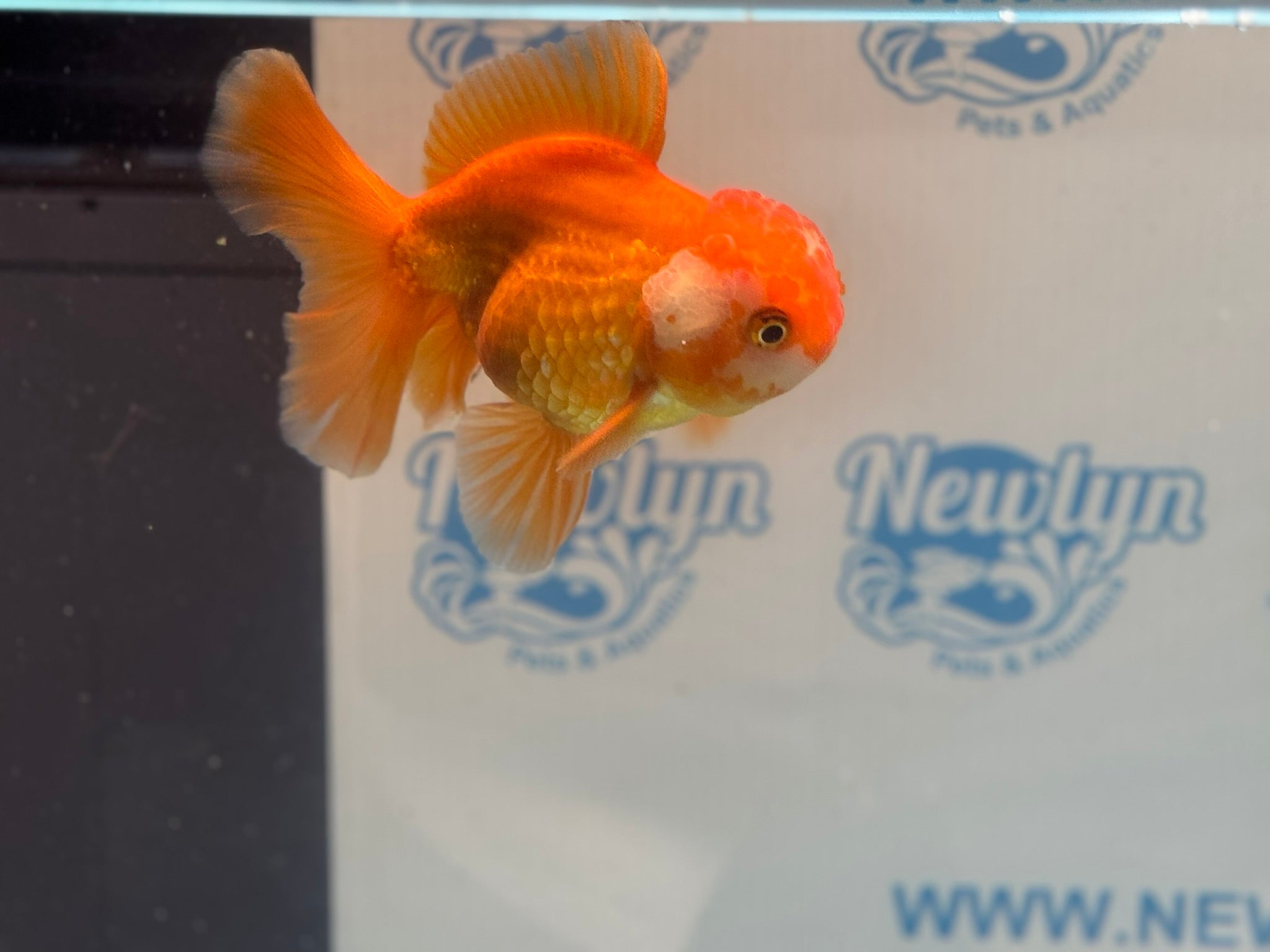 Oranda 13cm OR17 (Fish in photo)