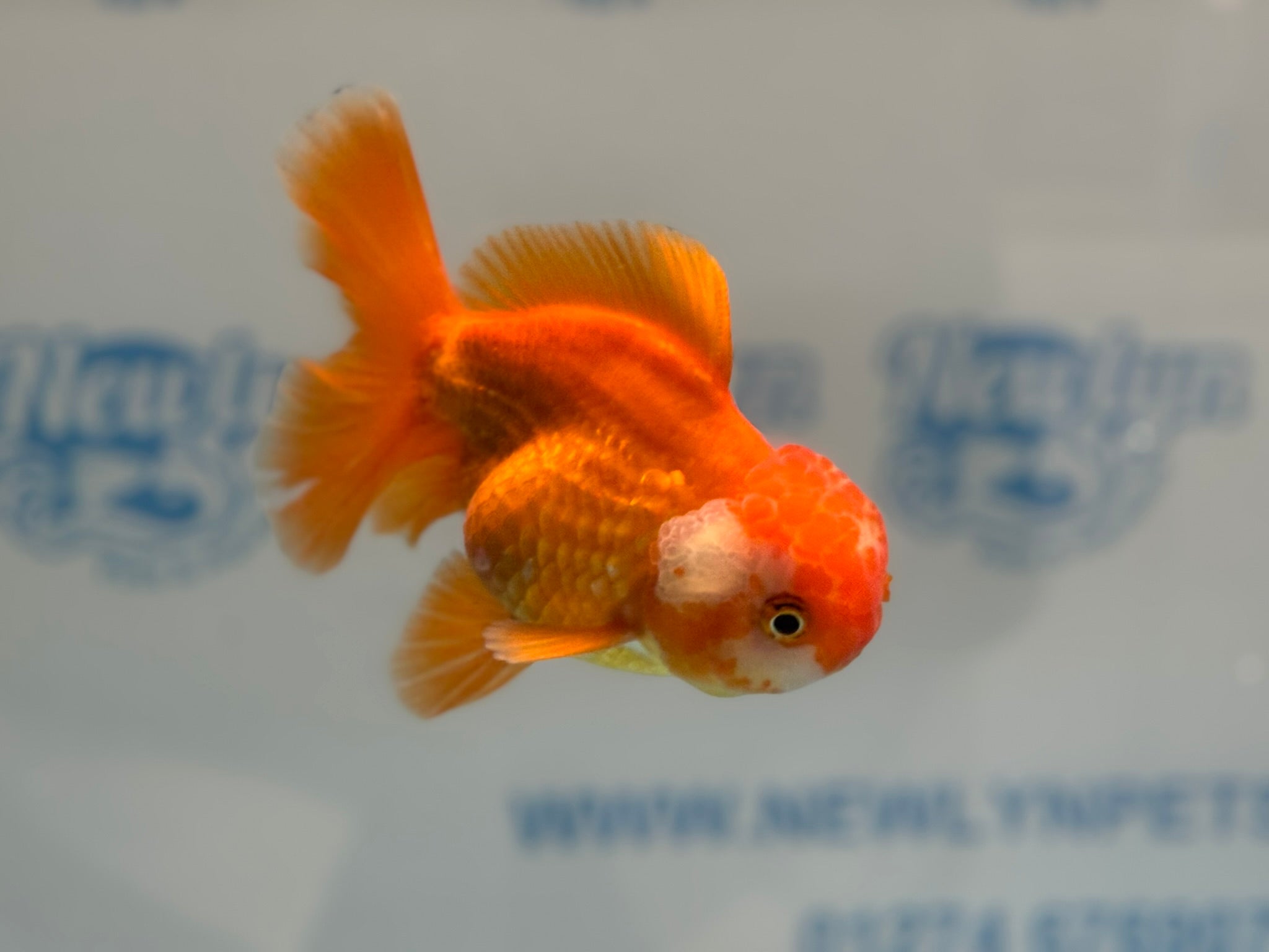 Oranda 13cm OR17 (Fish in photo)