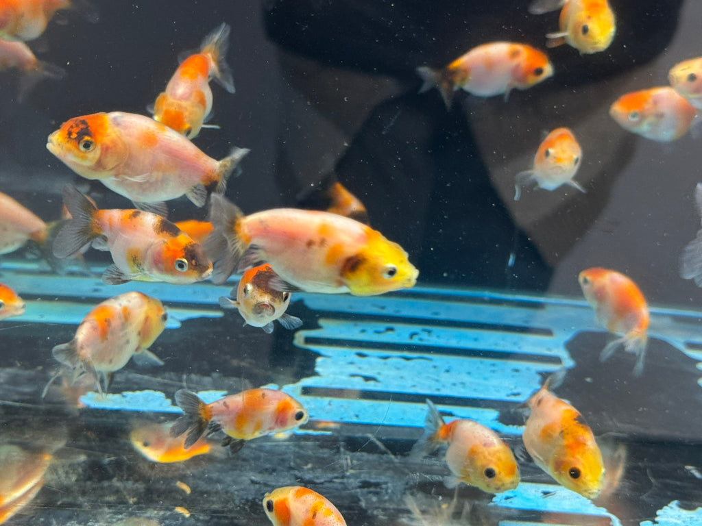 Calico Lionhead 5-7cm Fancy Goldfish