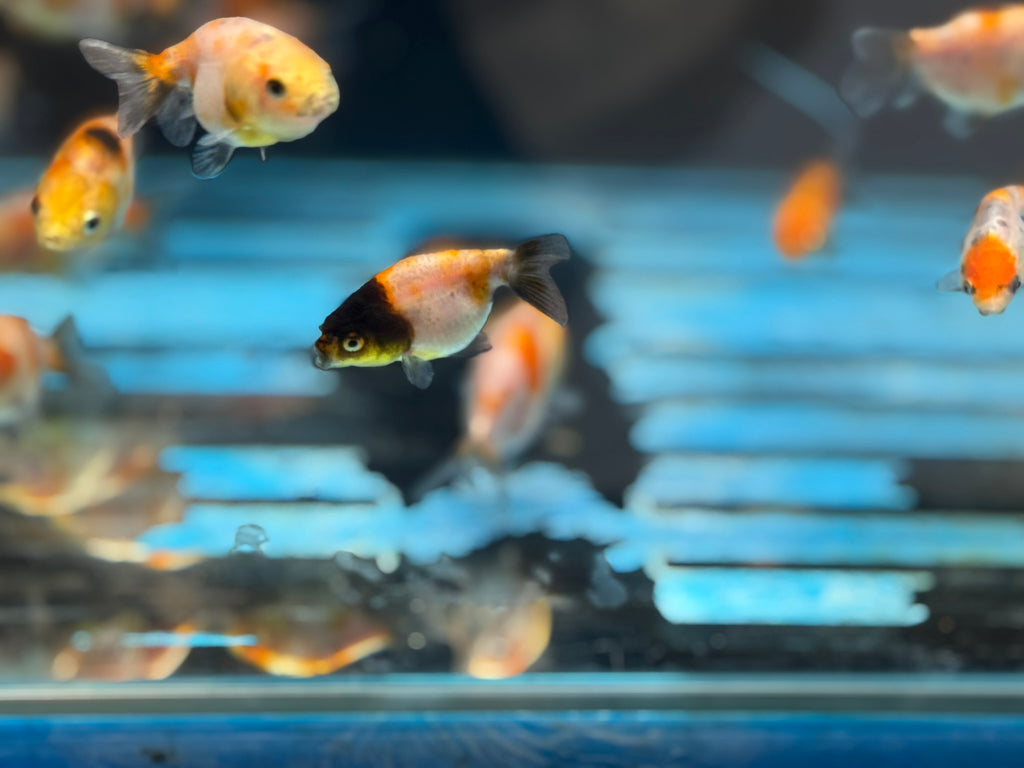 Calico Lionhead 5-7cm Fancy Goldfish