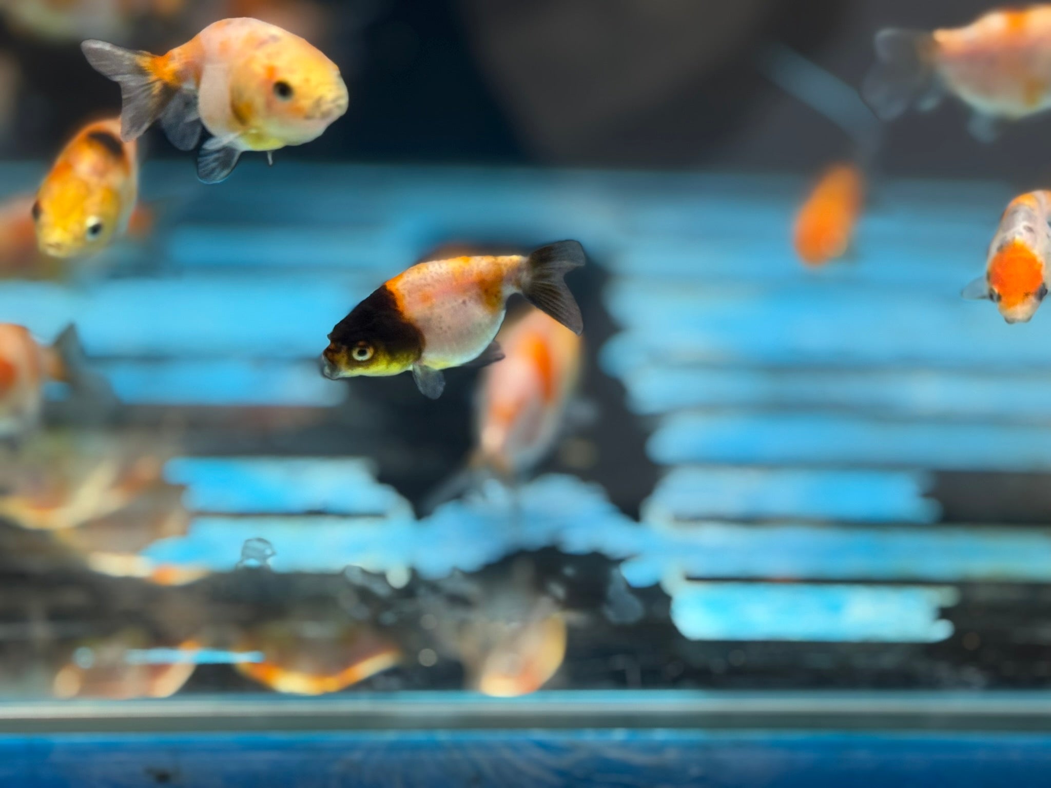 Calico Lionhead 5-7cm Fancy Goldfish