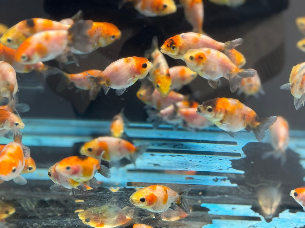 Calico Lionhead 5-7cm Fancy Goldfish