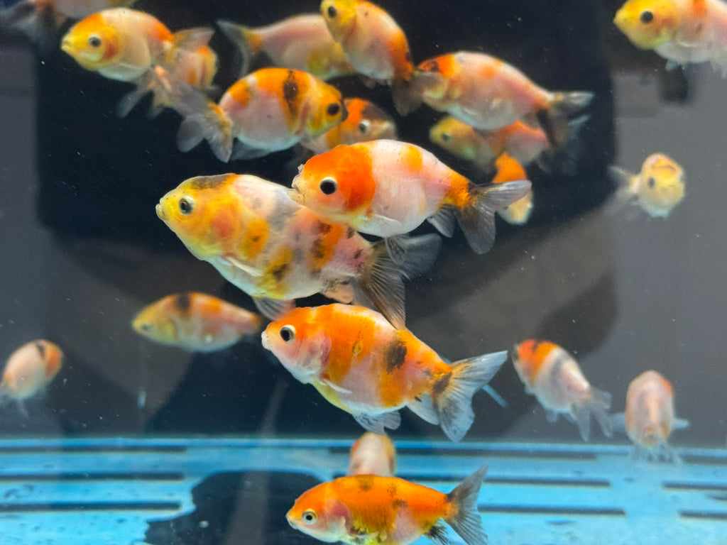 Calico Lionhead 5-7cm Fancy Goldfish