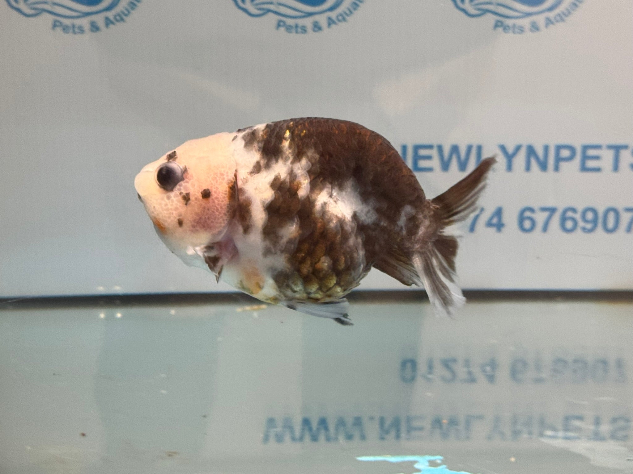 Cow Ranchu 11-12cm #2 Fancy Goldfish