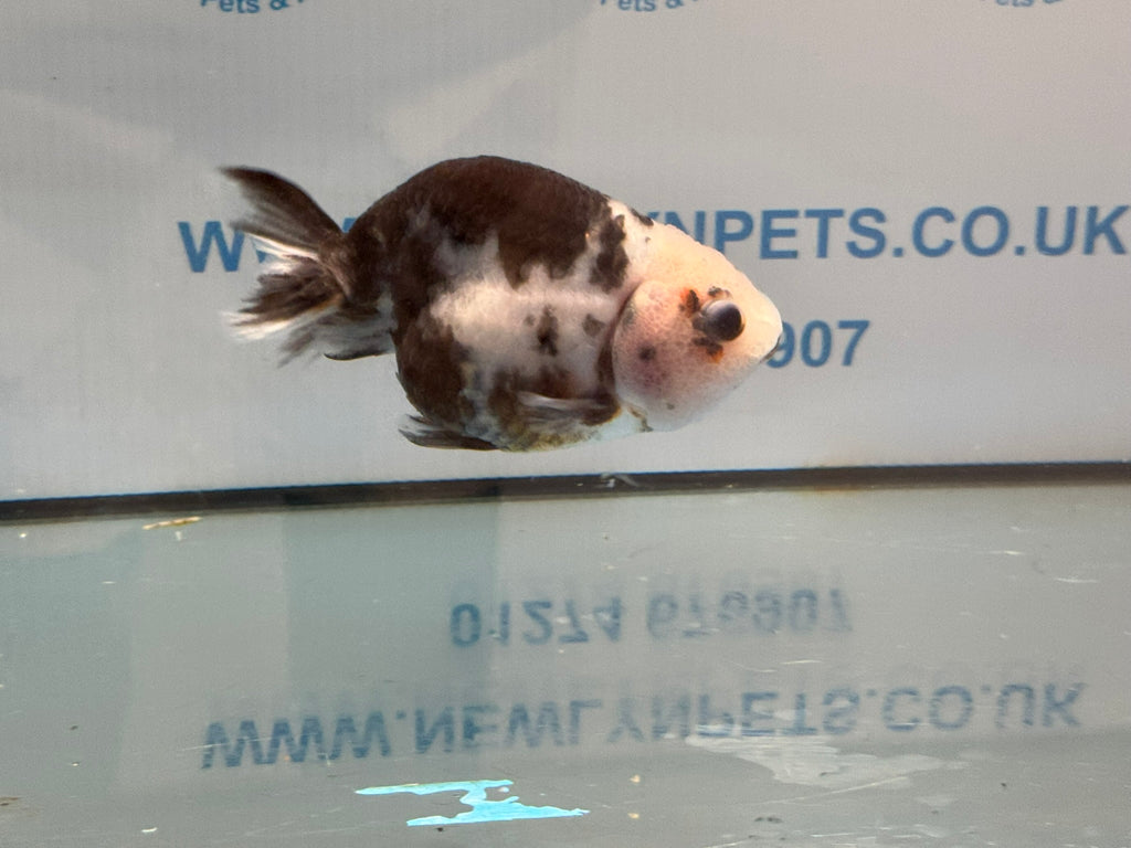 Cow Ranchu 11-12cm #2 Fancy Goldfish