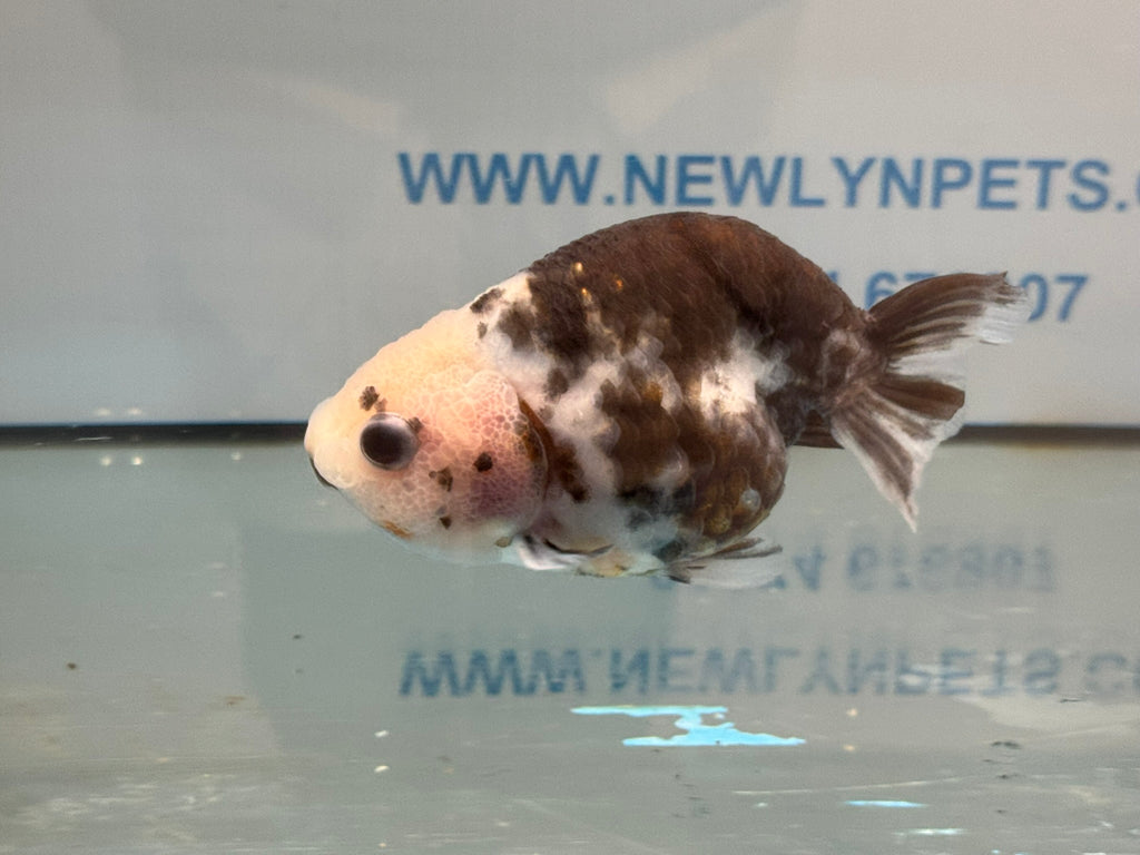 Cow Ranchu 11-12cm #2 Fancy Goldfish