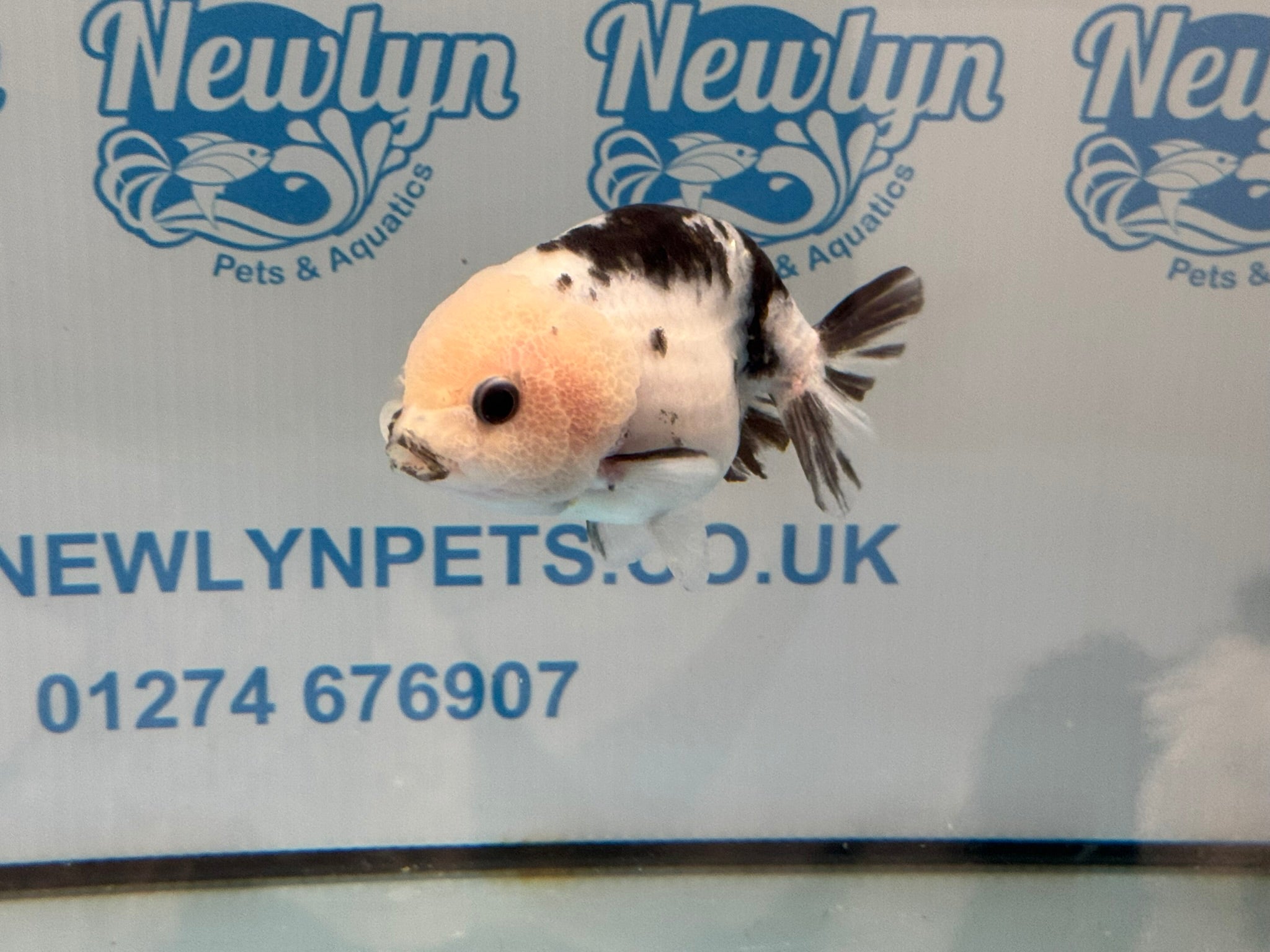 Cow Ranchu 10-11cm #3 Fancy Goldfish