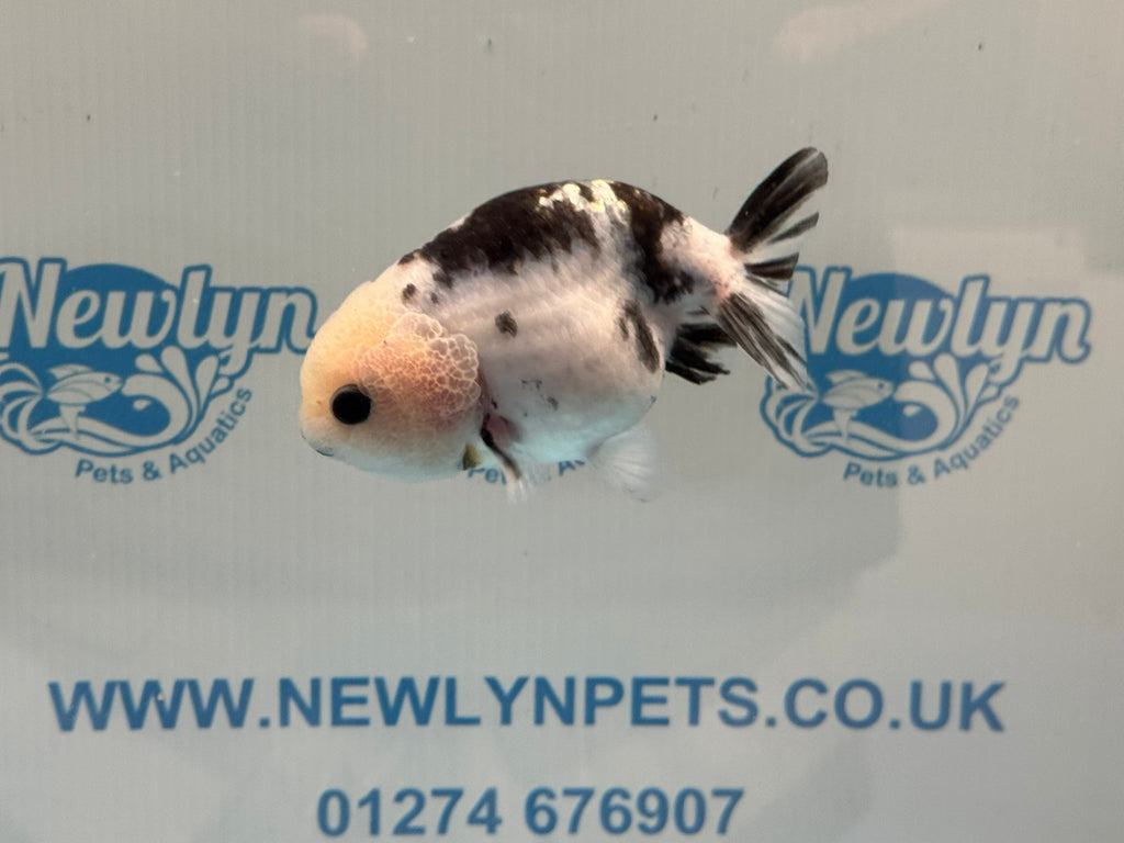Cow Ranchu 10-11cm #3 Fancy Goldfish