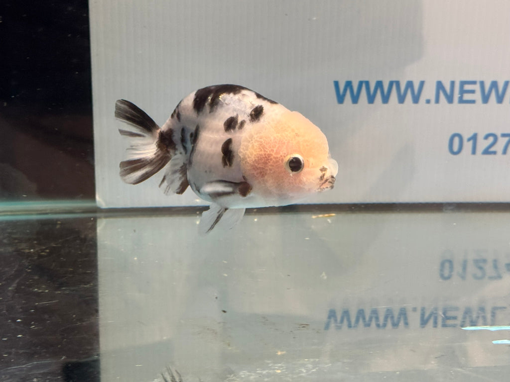 Cow Ranchu 10-11cm #3 Fancy Goldfish