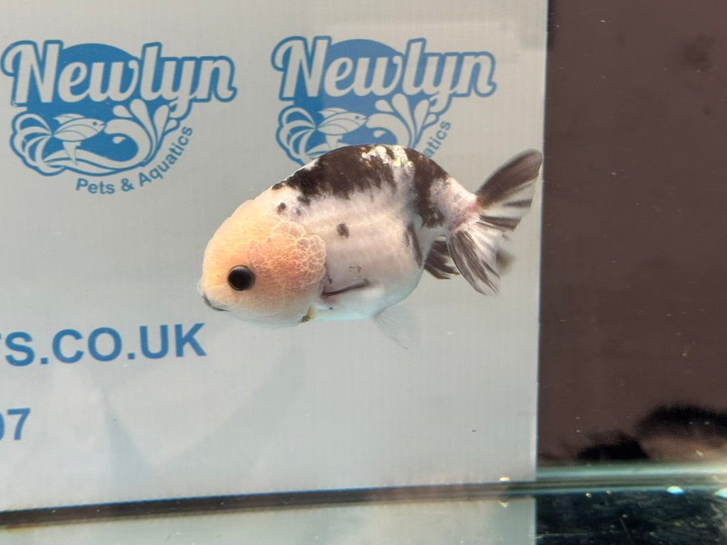 Cow Ranchu 10-11cm #3 Fancy Goldfish