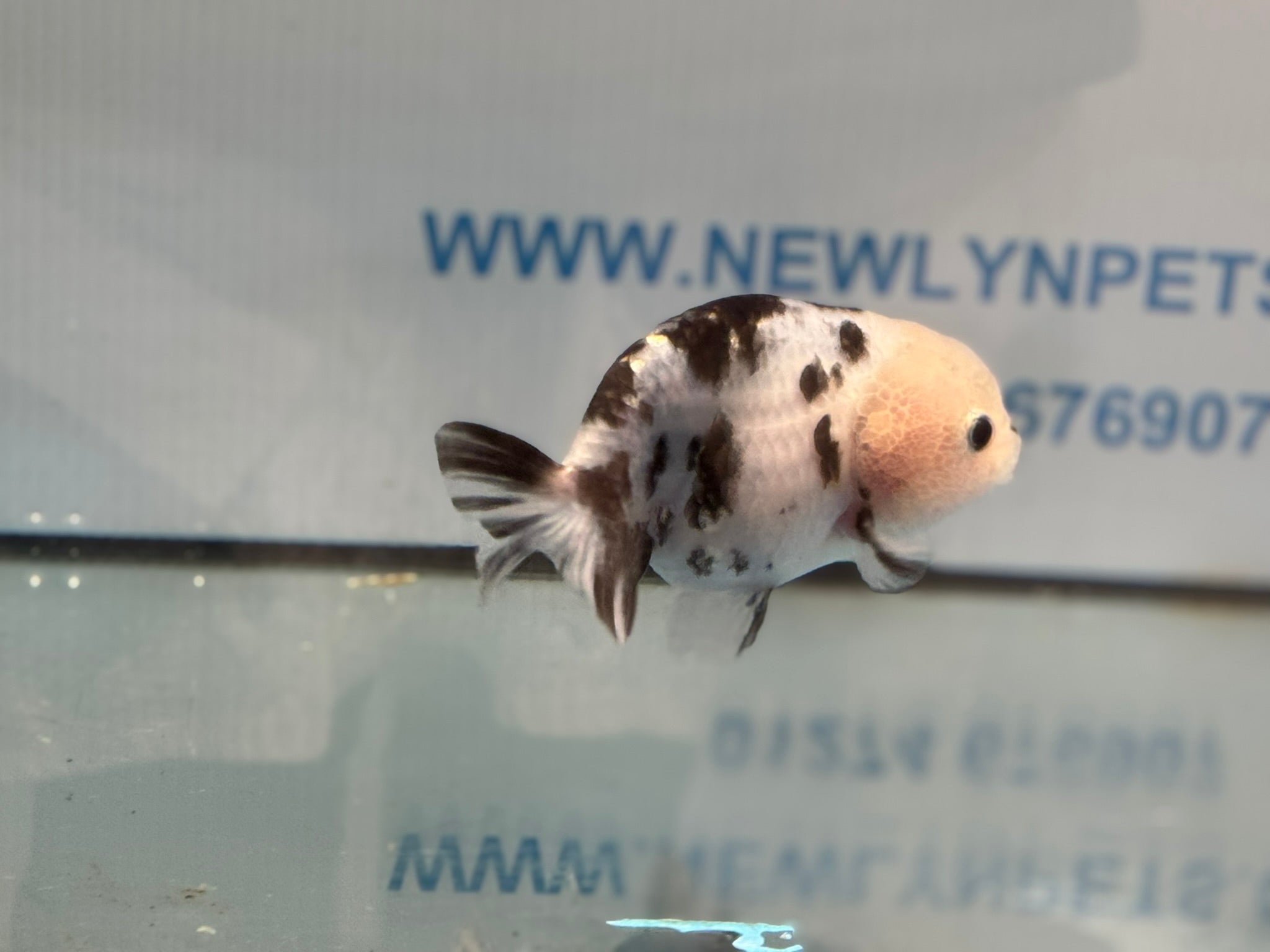 Cow Ranchu 10-11cm #3 Fancy Goldfish
