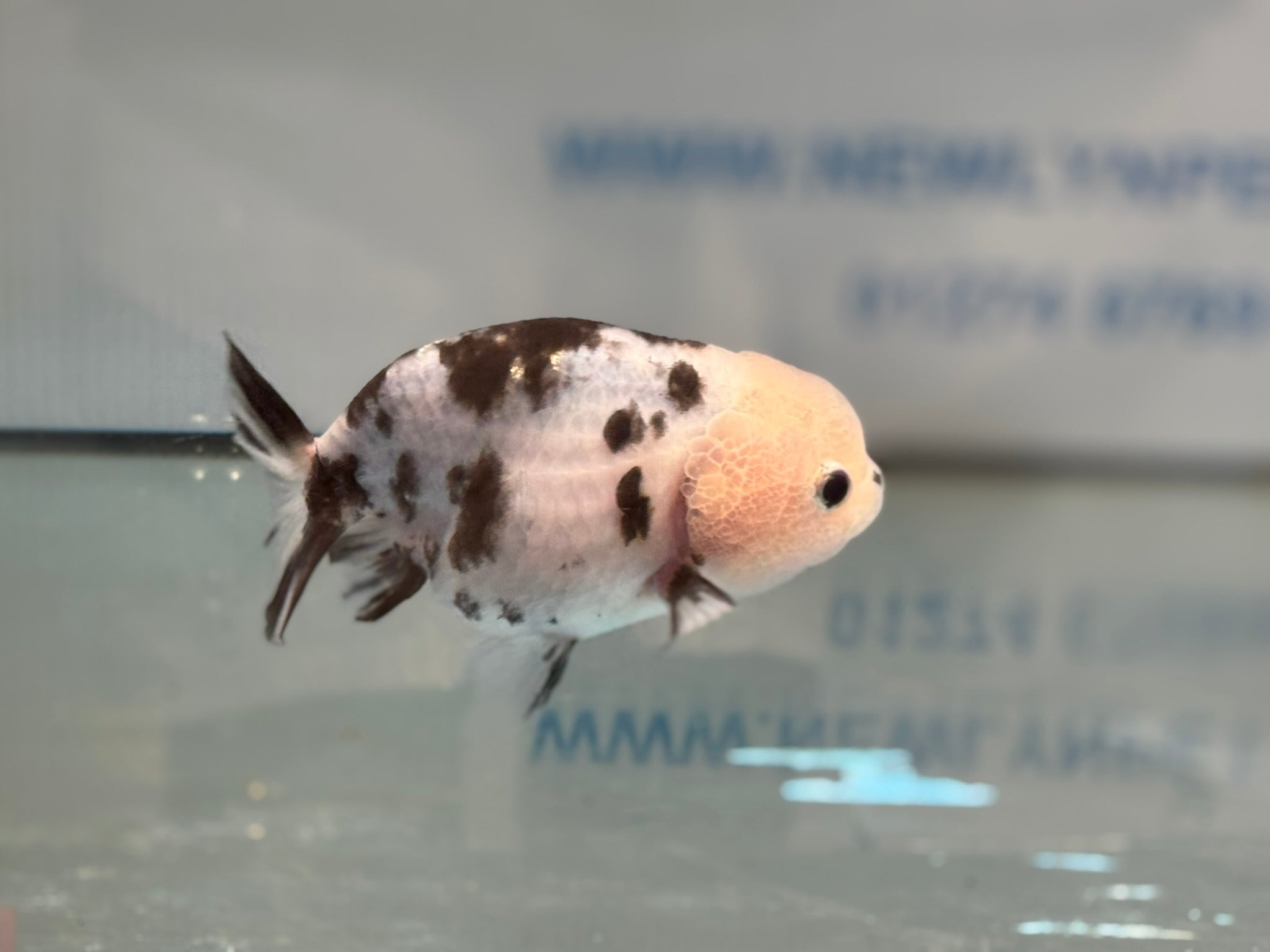 Cow Ranchu 10-11cm #3 Fancy Goldfish