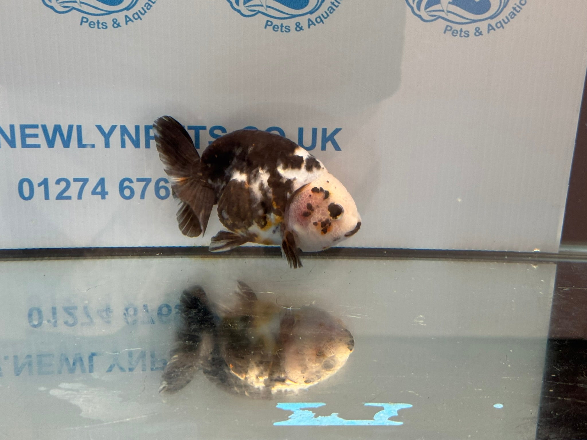 Cow Ranchu 12cm #4 Fancy Goldfish