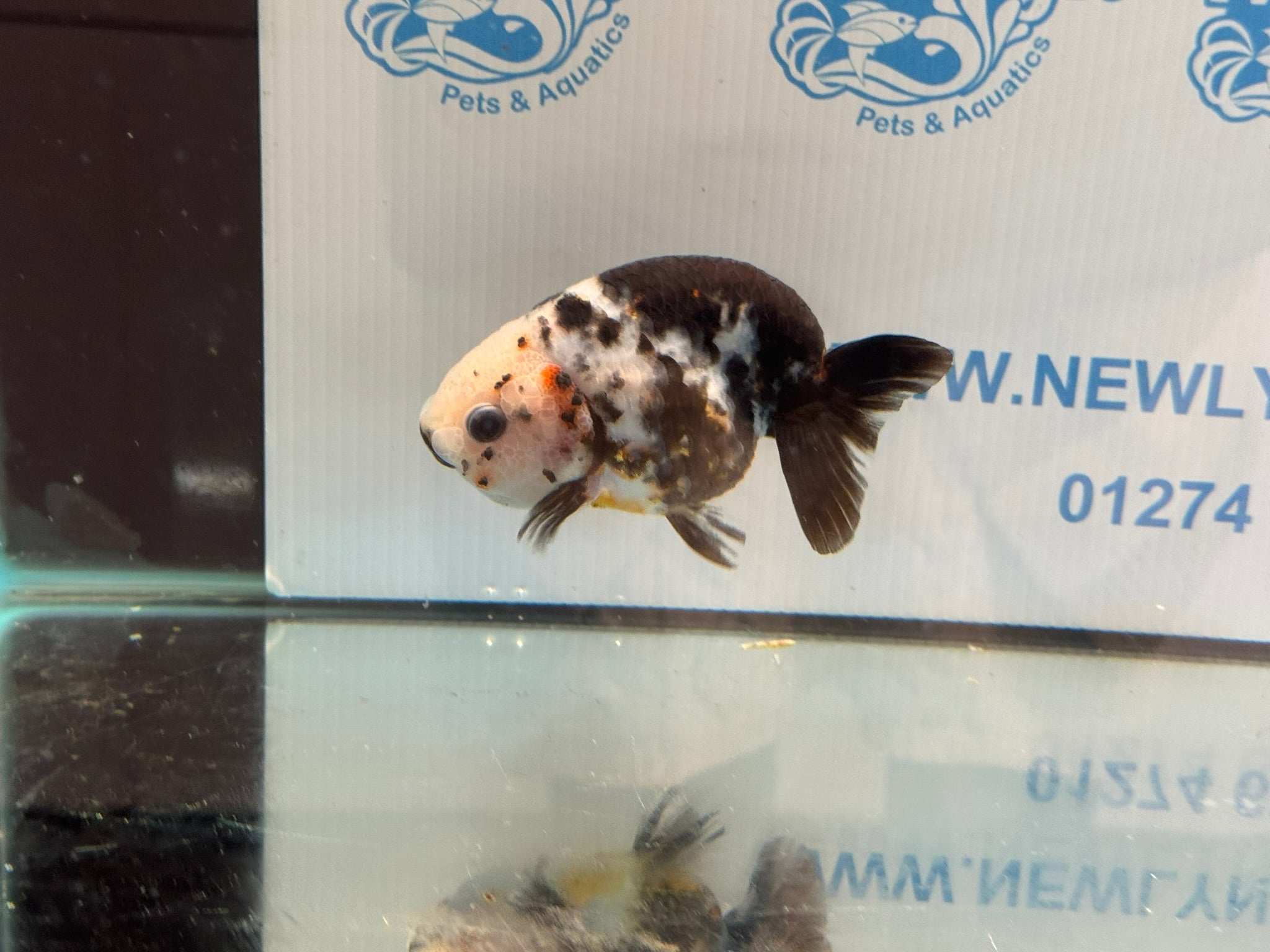 Cow Ranchu 12cm #4 Fancy Goldfish