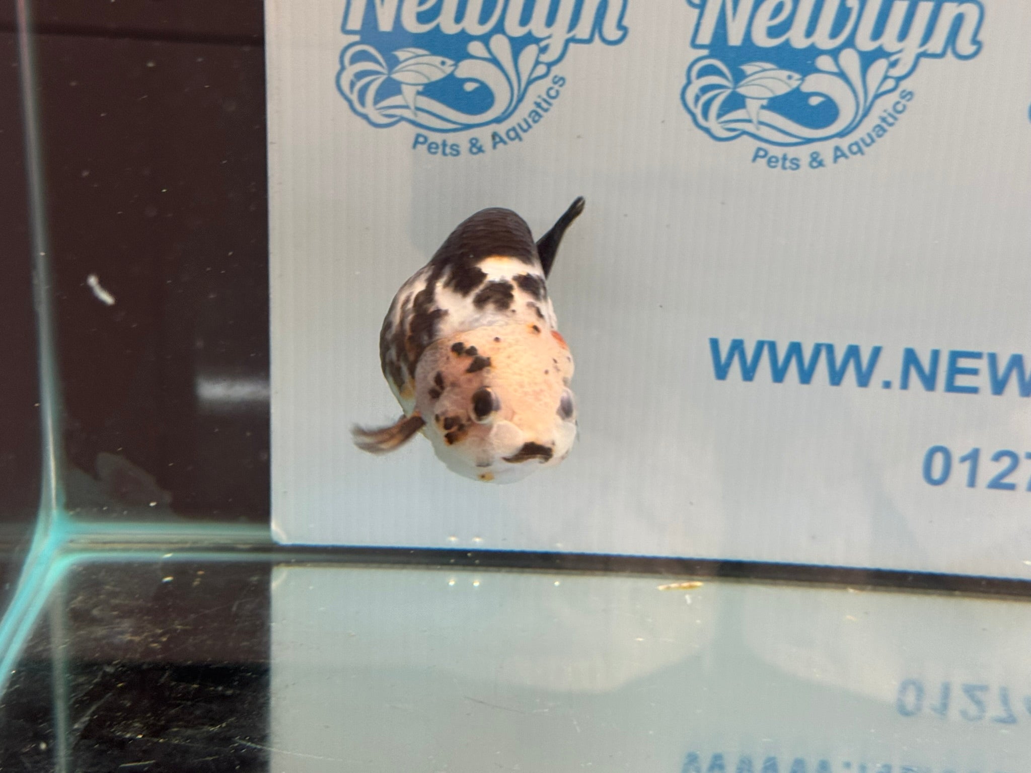 Cow Ranchu 12cm #4 Fancy Goldfish