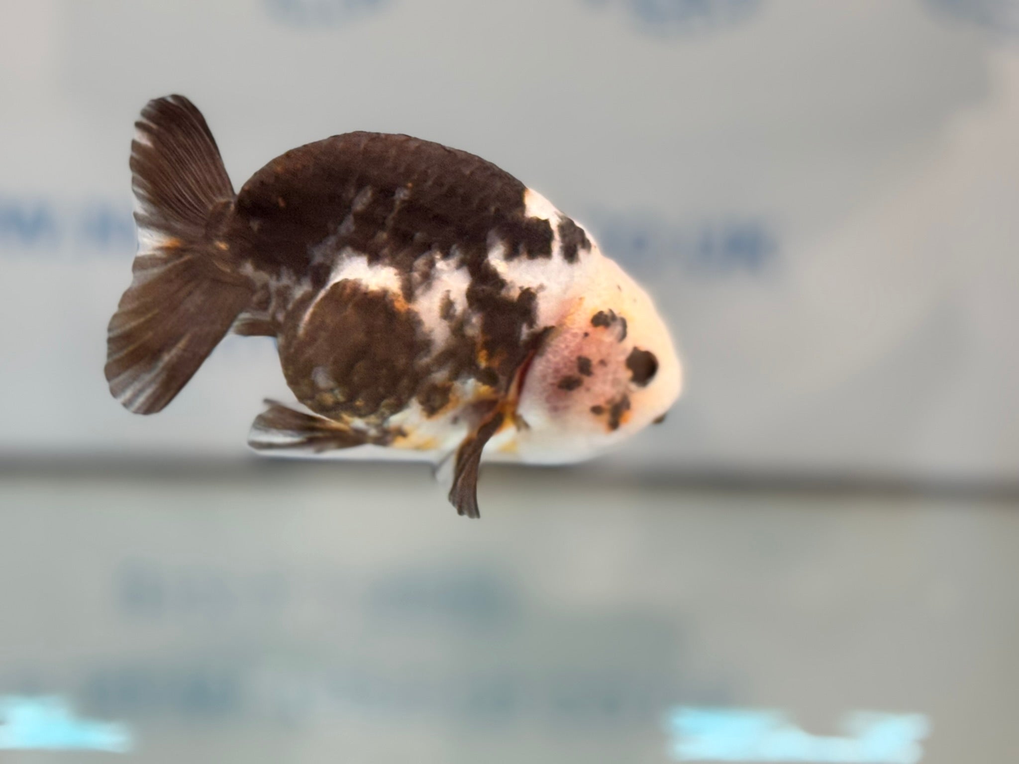 Cow Ranchu 12cm #4 Fancy Goldfish