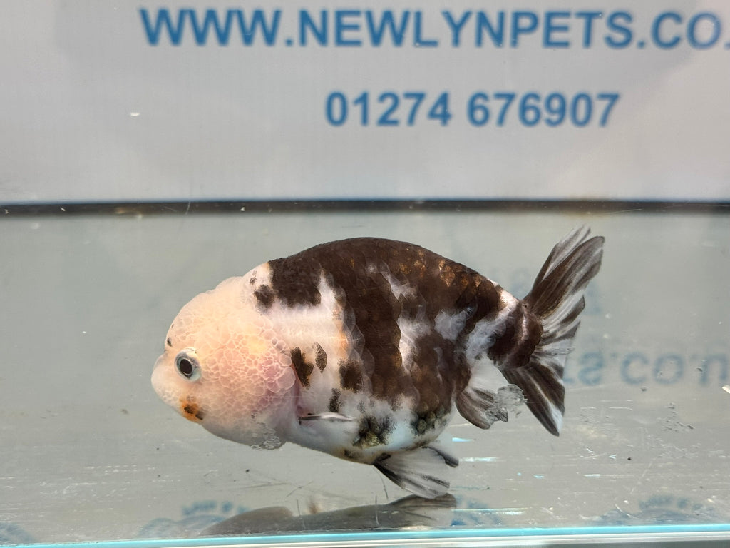 Cow Ranchu 10-11cm #5 Fancy Goldfish