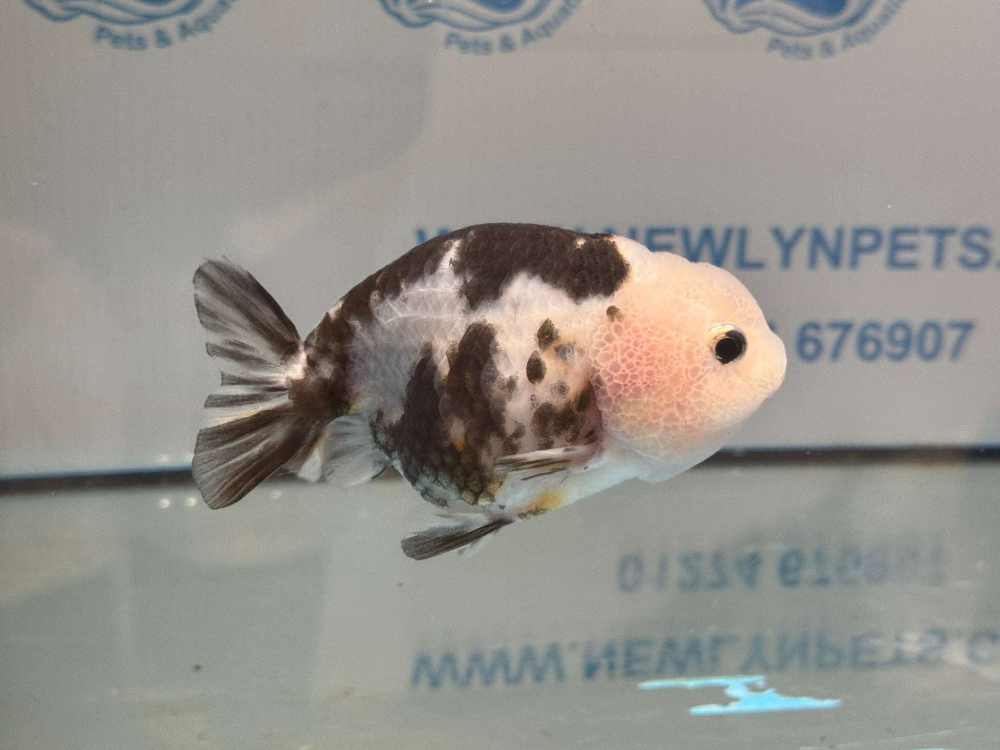 Cow Ranchu 10-11cm #5 Fancy Goldfish