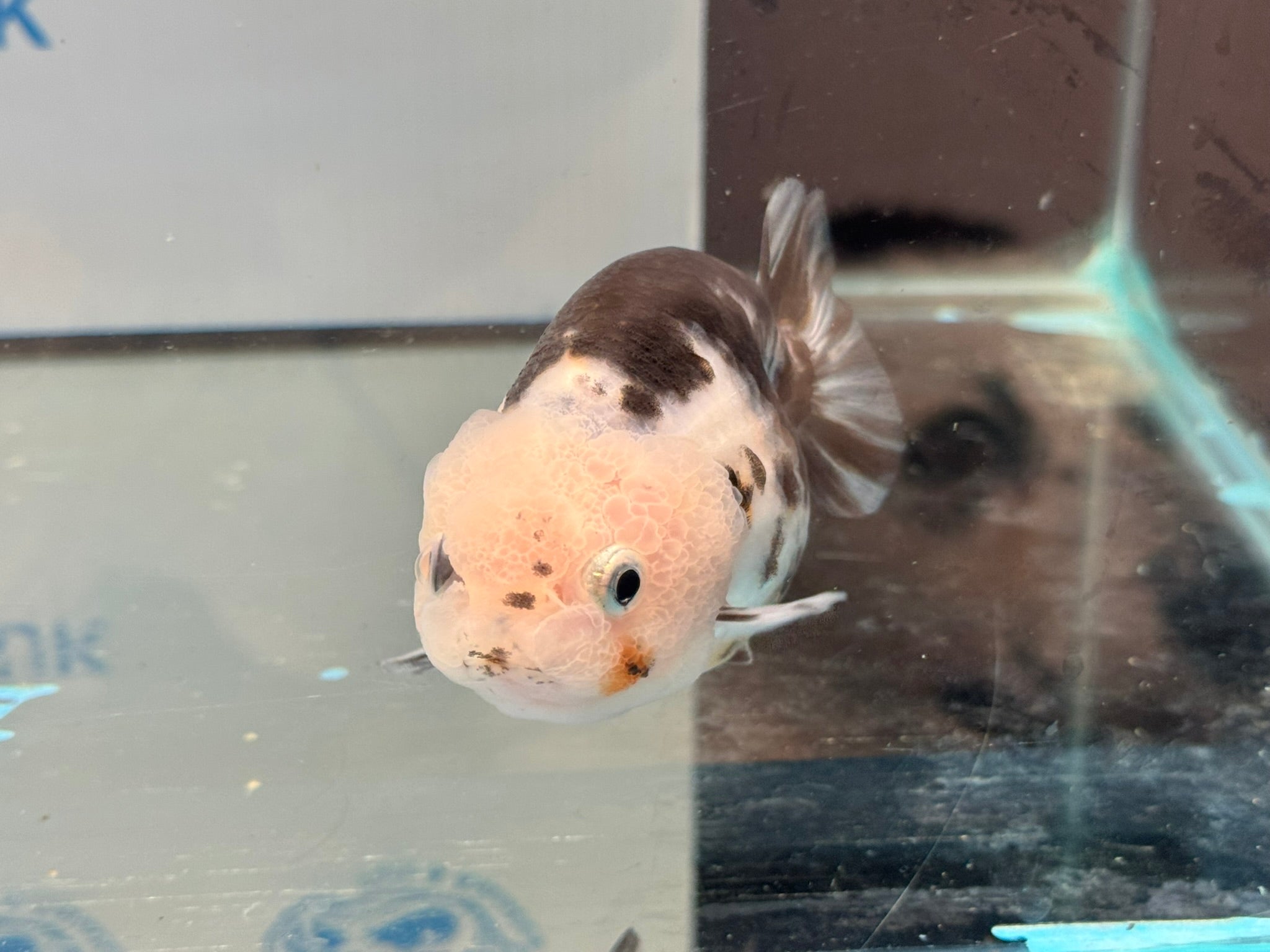 Cow Ranchu 10-11cm #5 Fancy Goldfish
