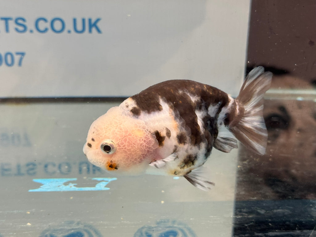 Cow Ranchu 10-11cm #5 Fancy Goldfish