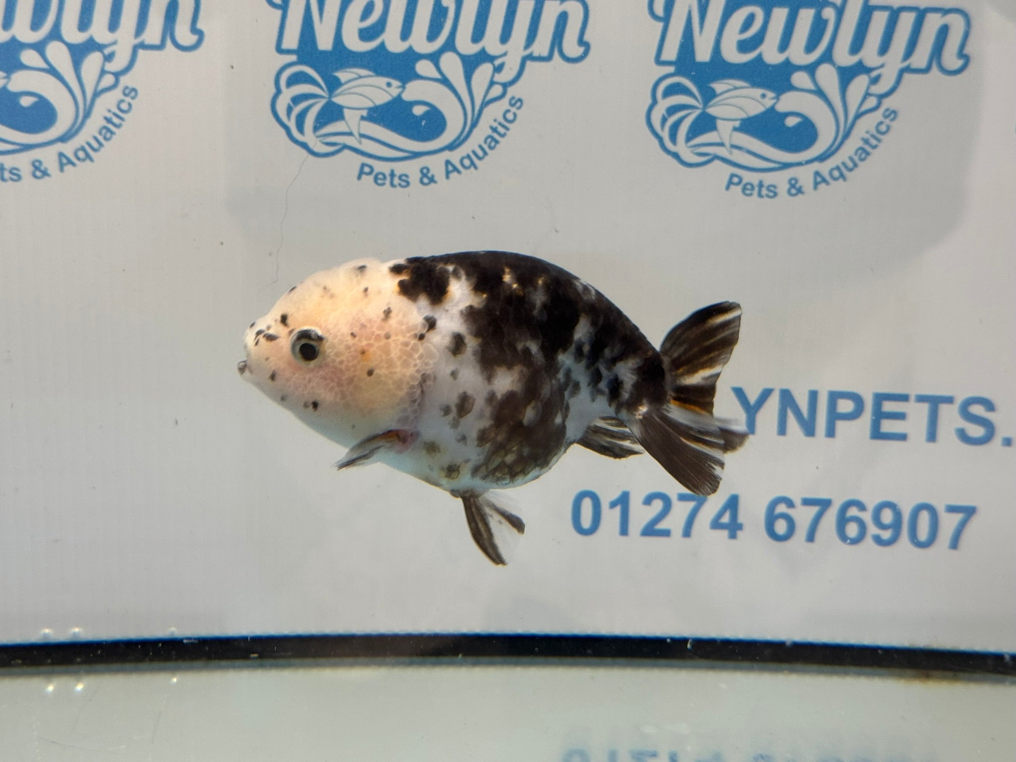 Cow Ranchu 10-11cm #6 Fancy Goldfish
