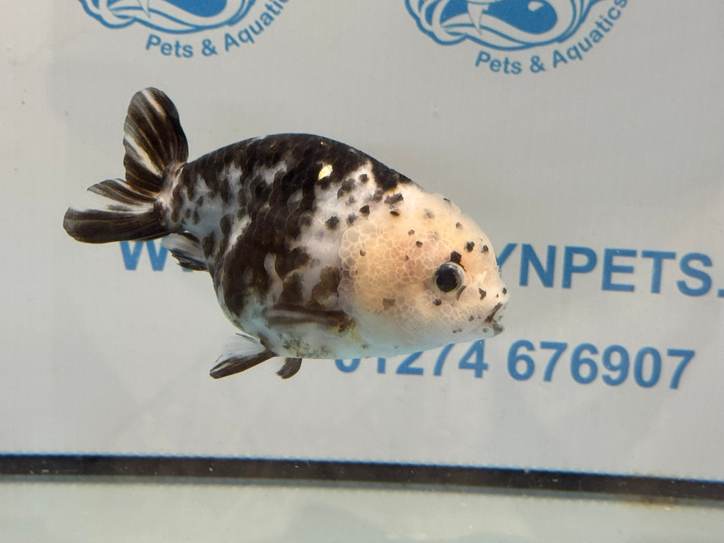 Cow Ranchu 10-11cm #6 Fancy Goldfish
