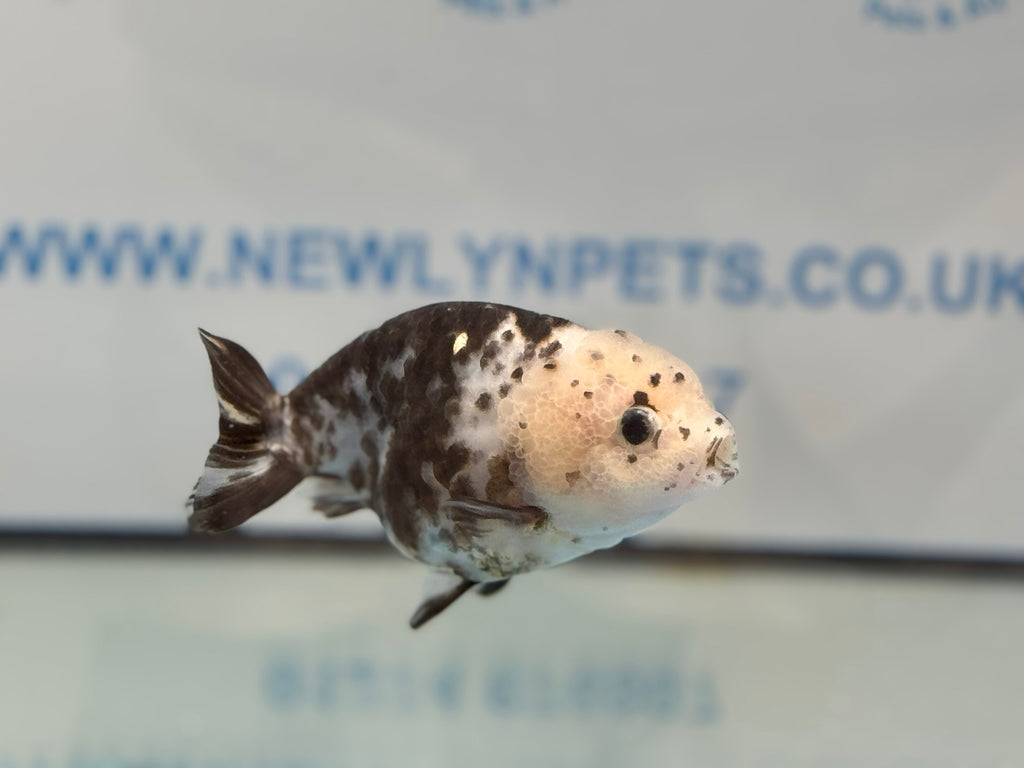 Cow Ranchu 10-11cm #6 Fancy Goldfish