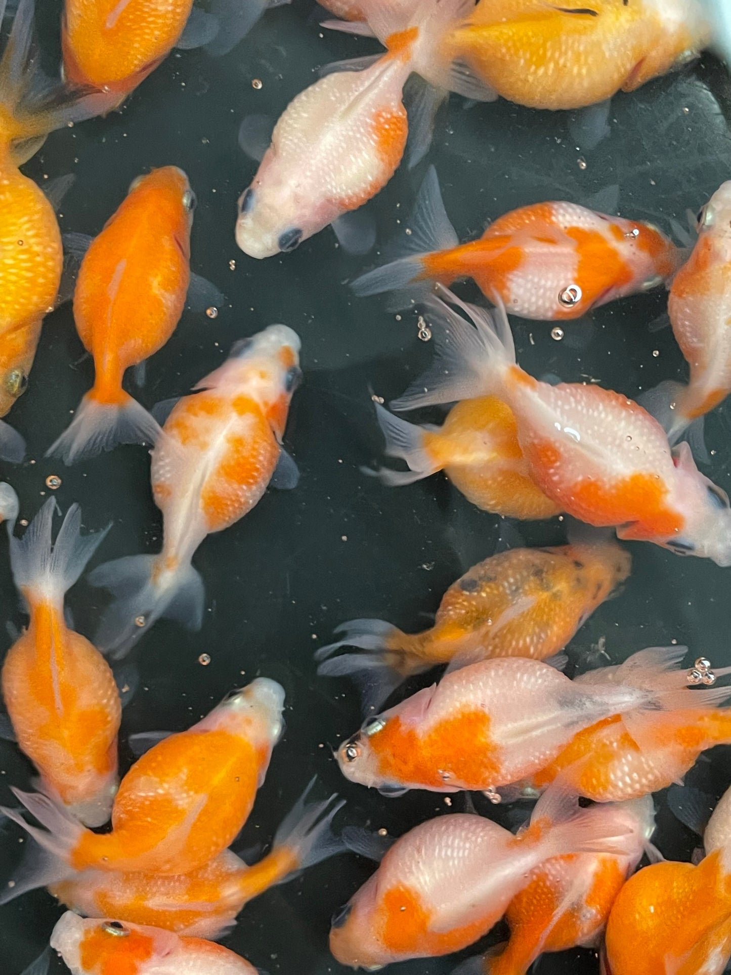 Pearlscale 4-6cm Fancy Goldfish (Picked at Random)