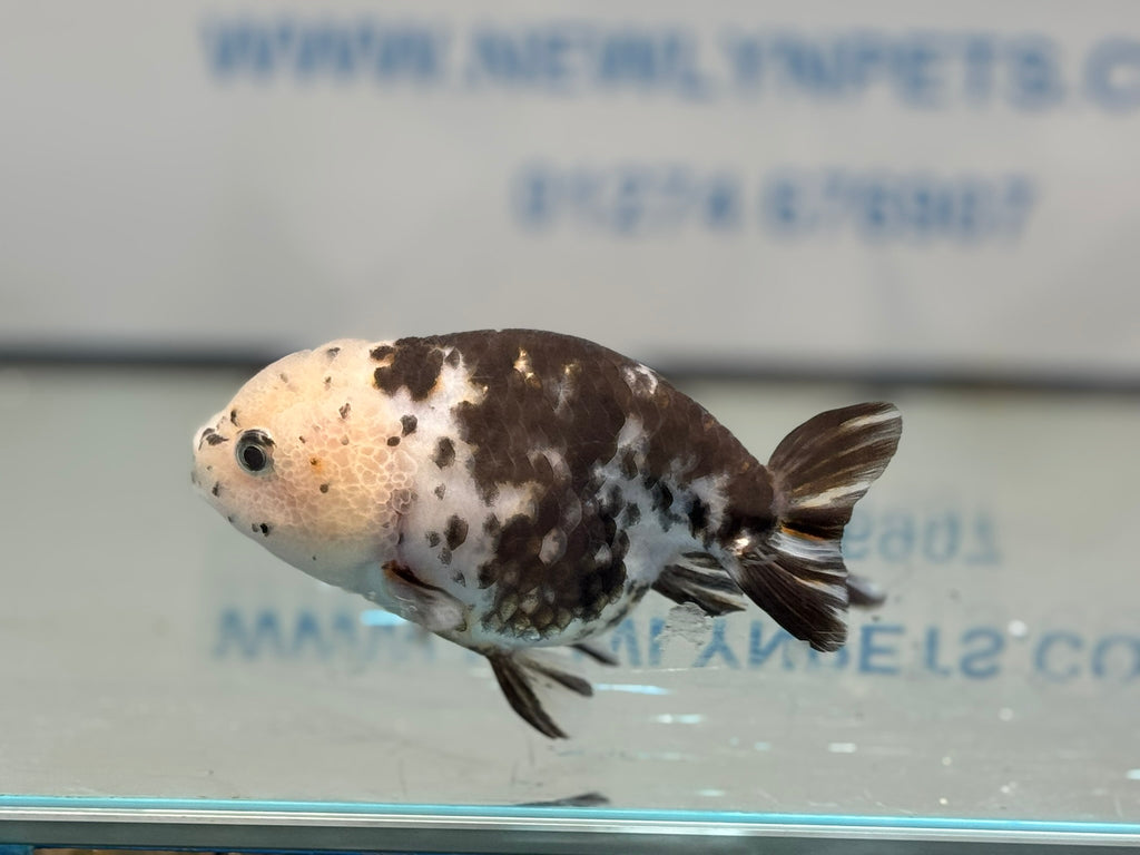Cow Ranchu 10-11cm #6 Fancy Goldfish