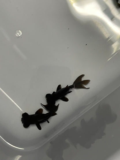 Black Moor Fancy Goldfish 4cm-6cm (Picked At Random)