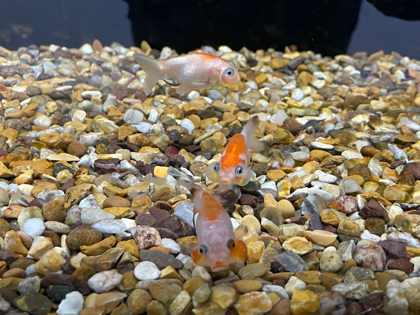 Bubble Eye 4-5cm Fancy Goldfish (TF T12)