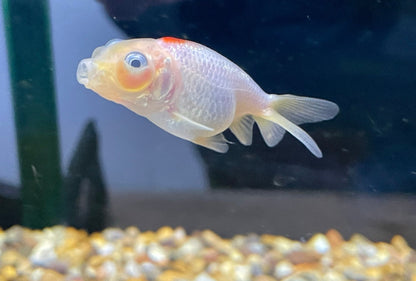 Bubble Eye 4-5cm Fancy Goldfish (TF T12)