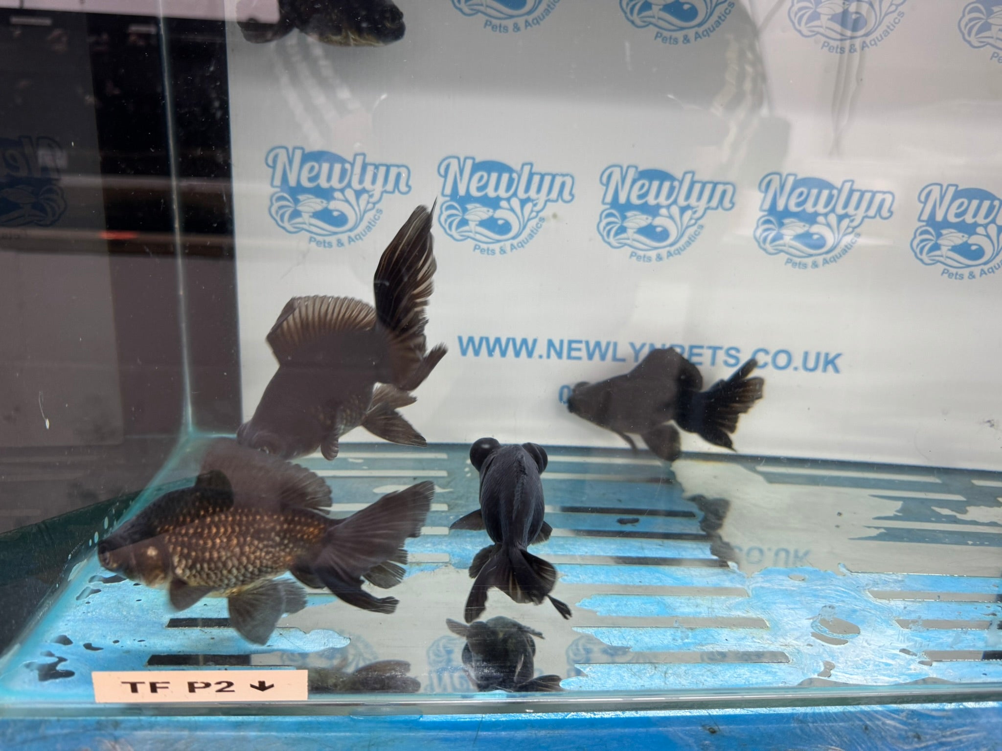 Black Moor 11-13cm Chinese Fancy Goldfish