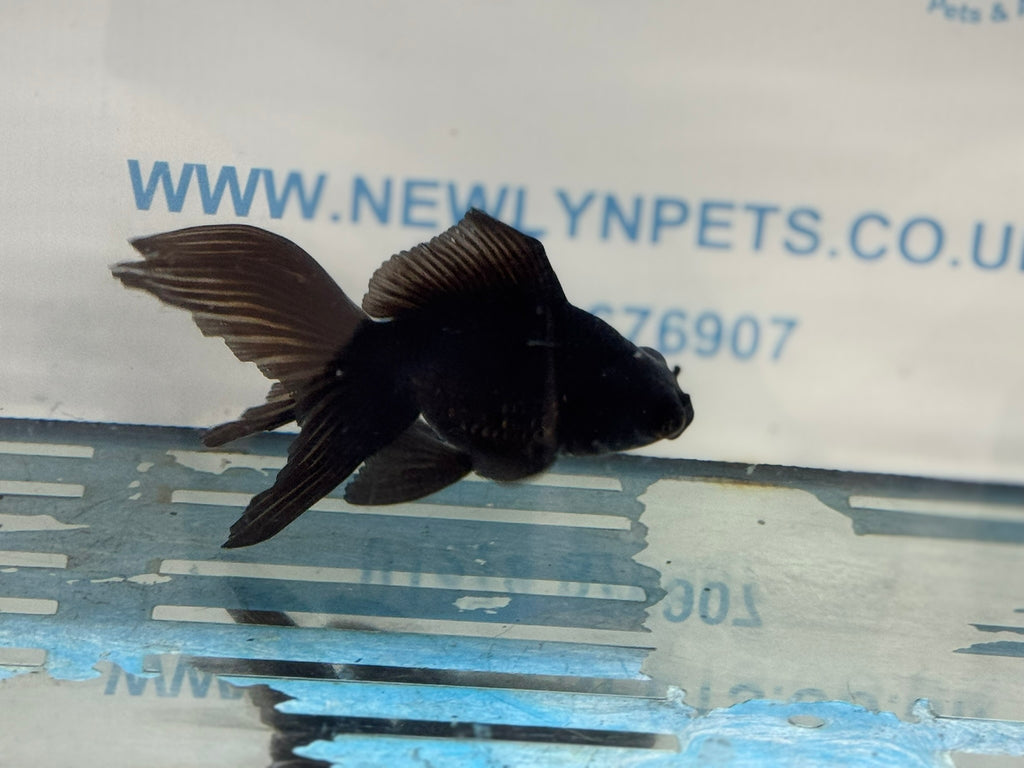 Black Moor 11-13cm Chinese Fancy Goldfish