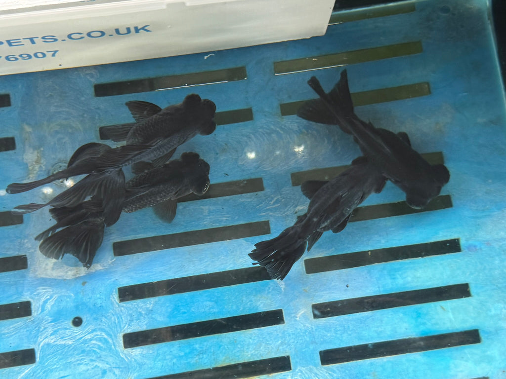 Black Moor 11-13cm Chinese Fancy Goldfish