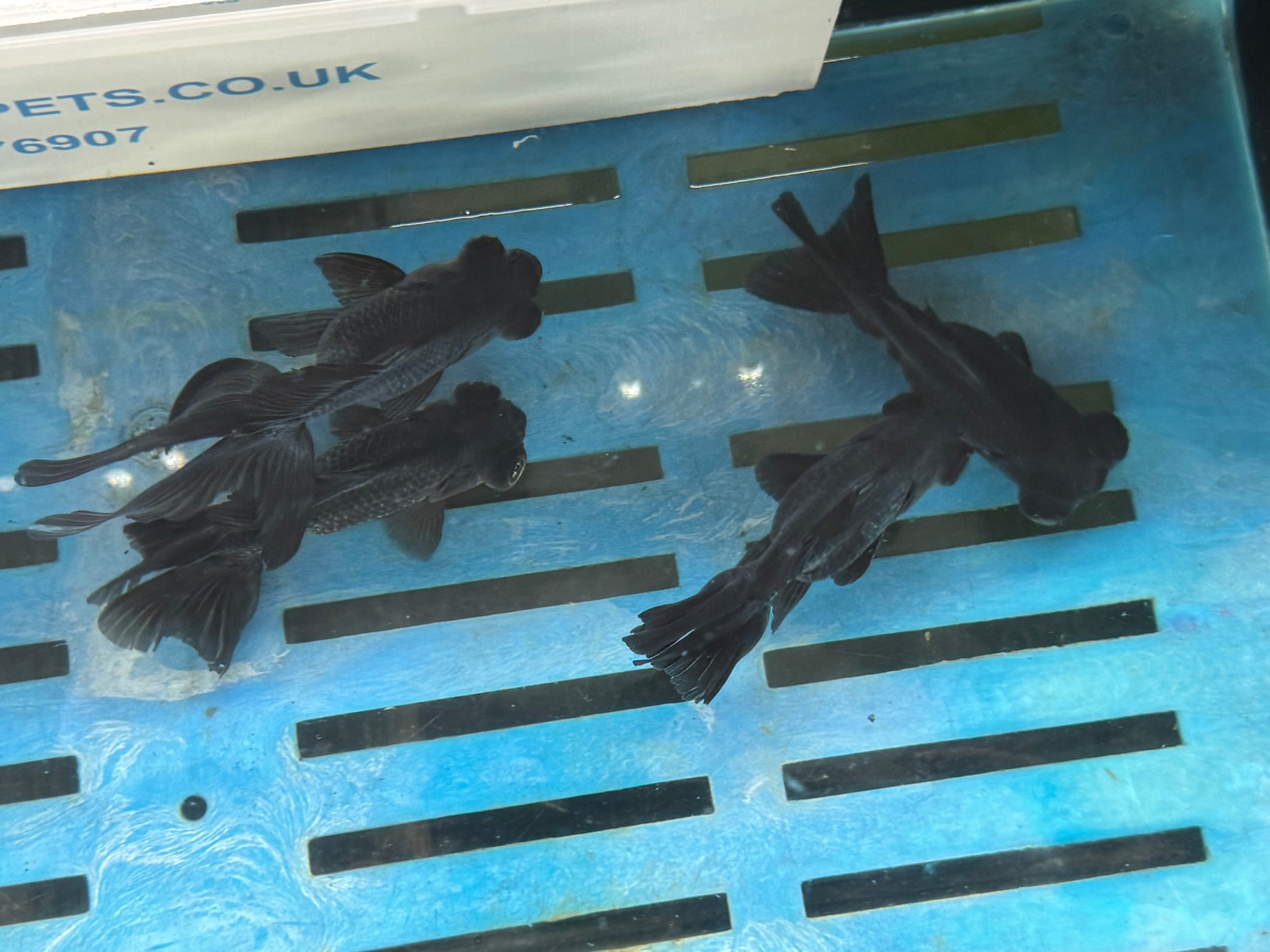 Black Moor 11-13cm Chinese Fancy Goldfish