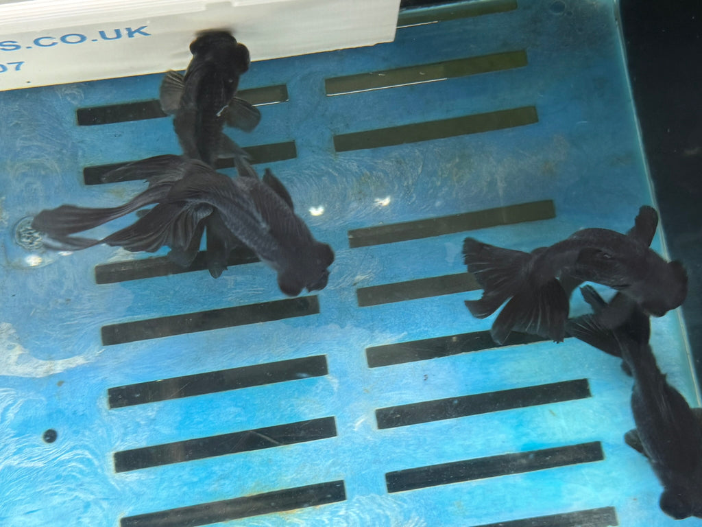 Black Moor 11-13cm Chinese Fancy Goldfish