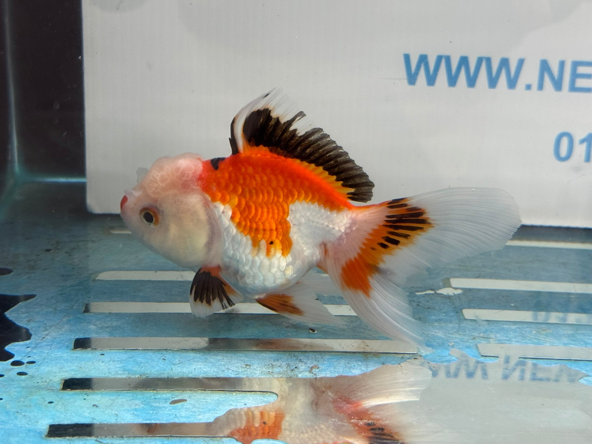 Oranda 11-12cm (Fish in photo)