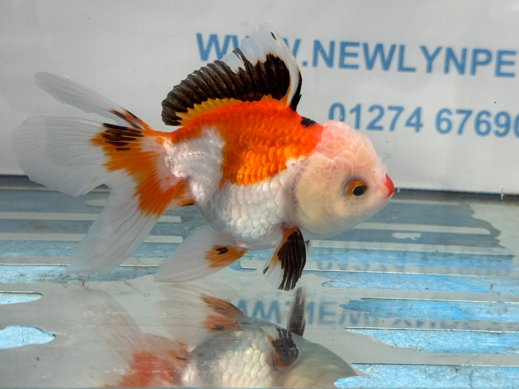 Oranda 11-12cm (Fish in photo)