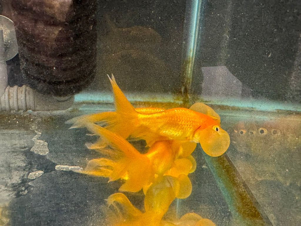 Bubble Eye Red 7-8cm Fancy Goldfish