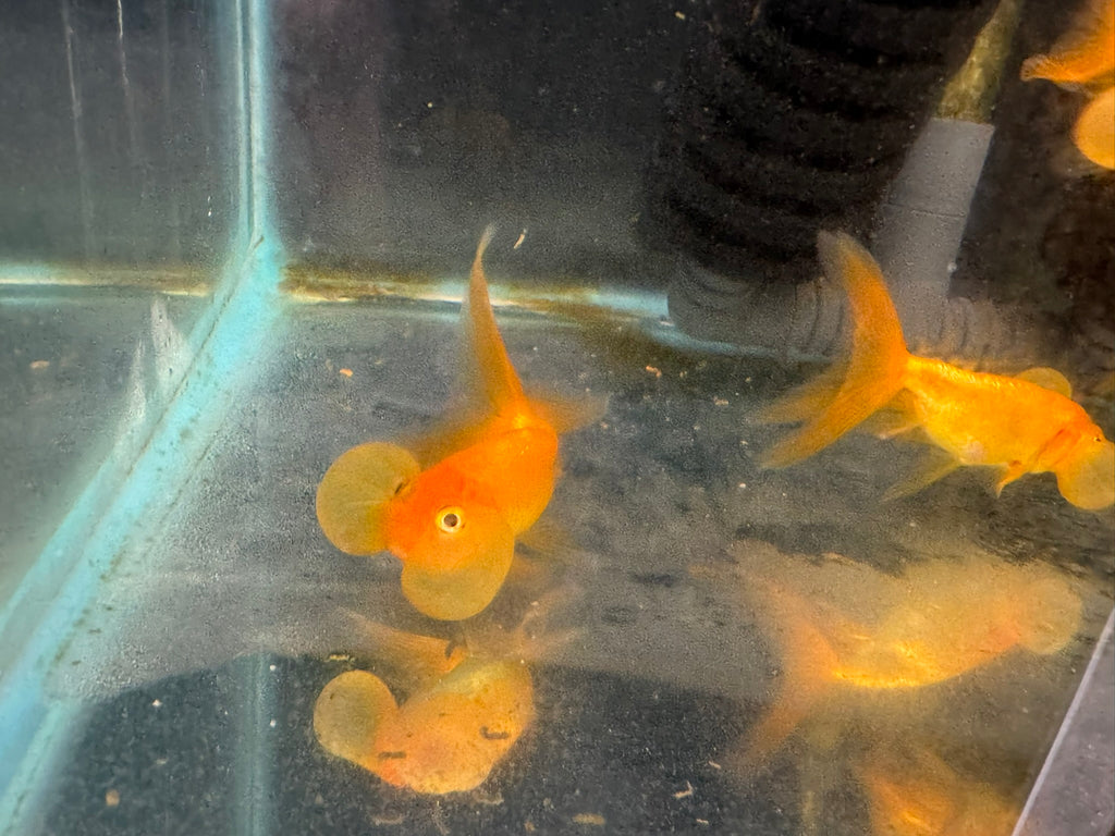 Bubble Eye Red 7-8cm Fancy Goldfish