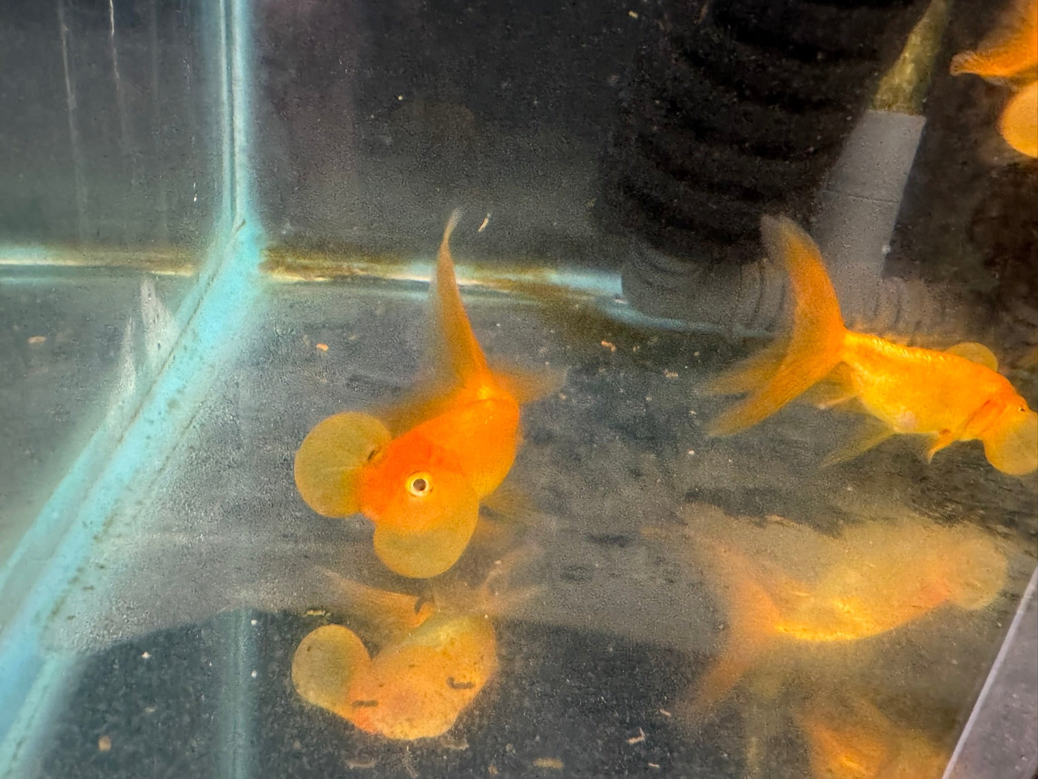 Bubble Eye Red 7-8cm Fancy Goldfish