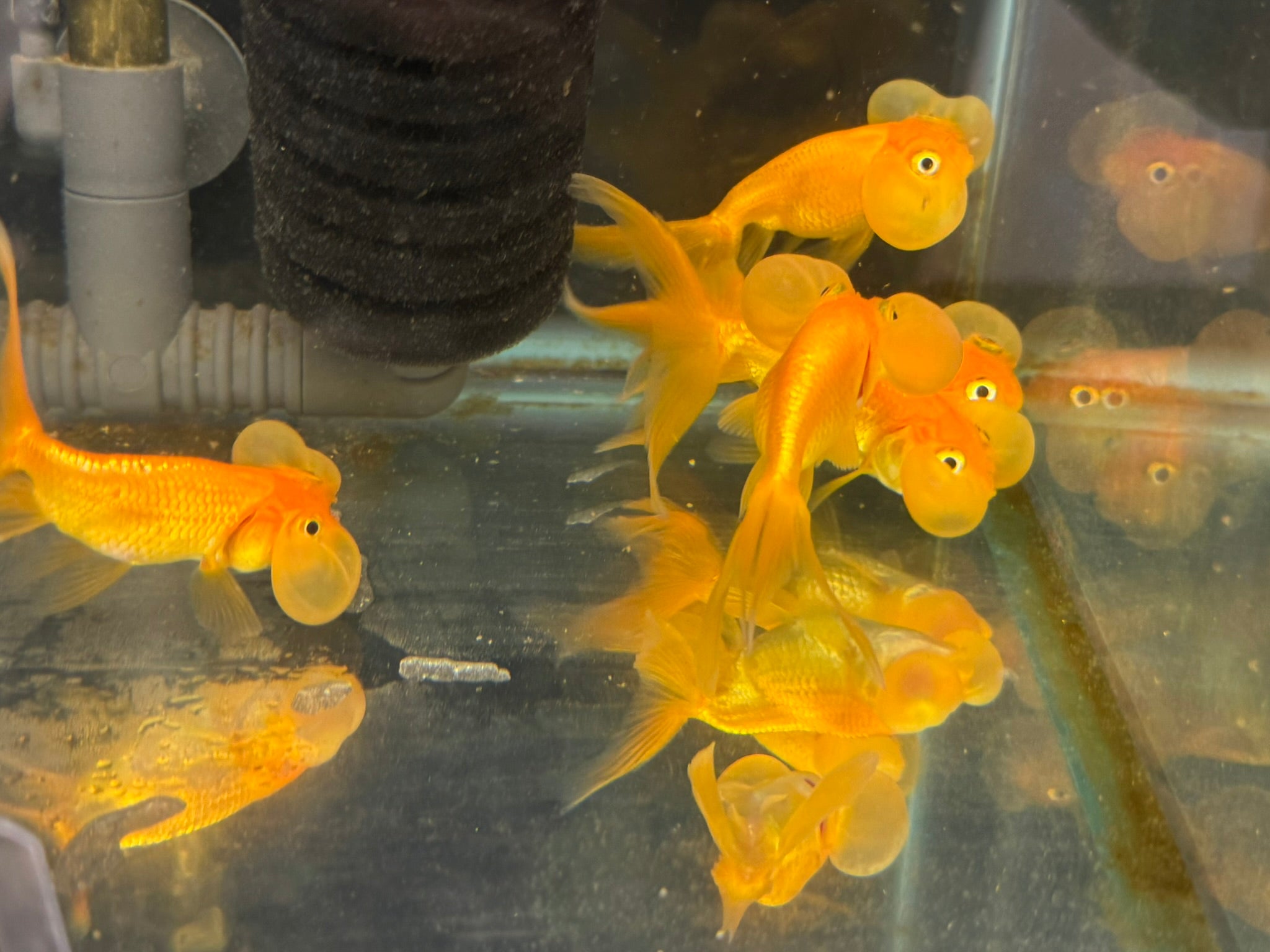 Bubble Eye Red 7-8cm Fancy Goldfish