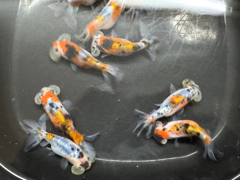 Bubble Eye Calico 7-8cm Fancy Goldfish