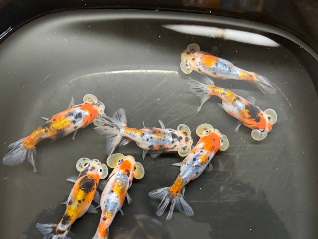 Bubble Eye Calico 7-8cm Fancy Goldfish