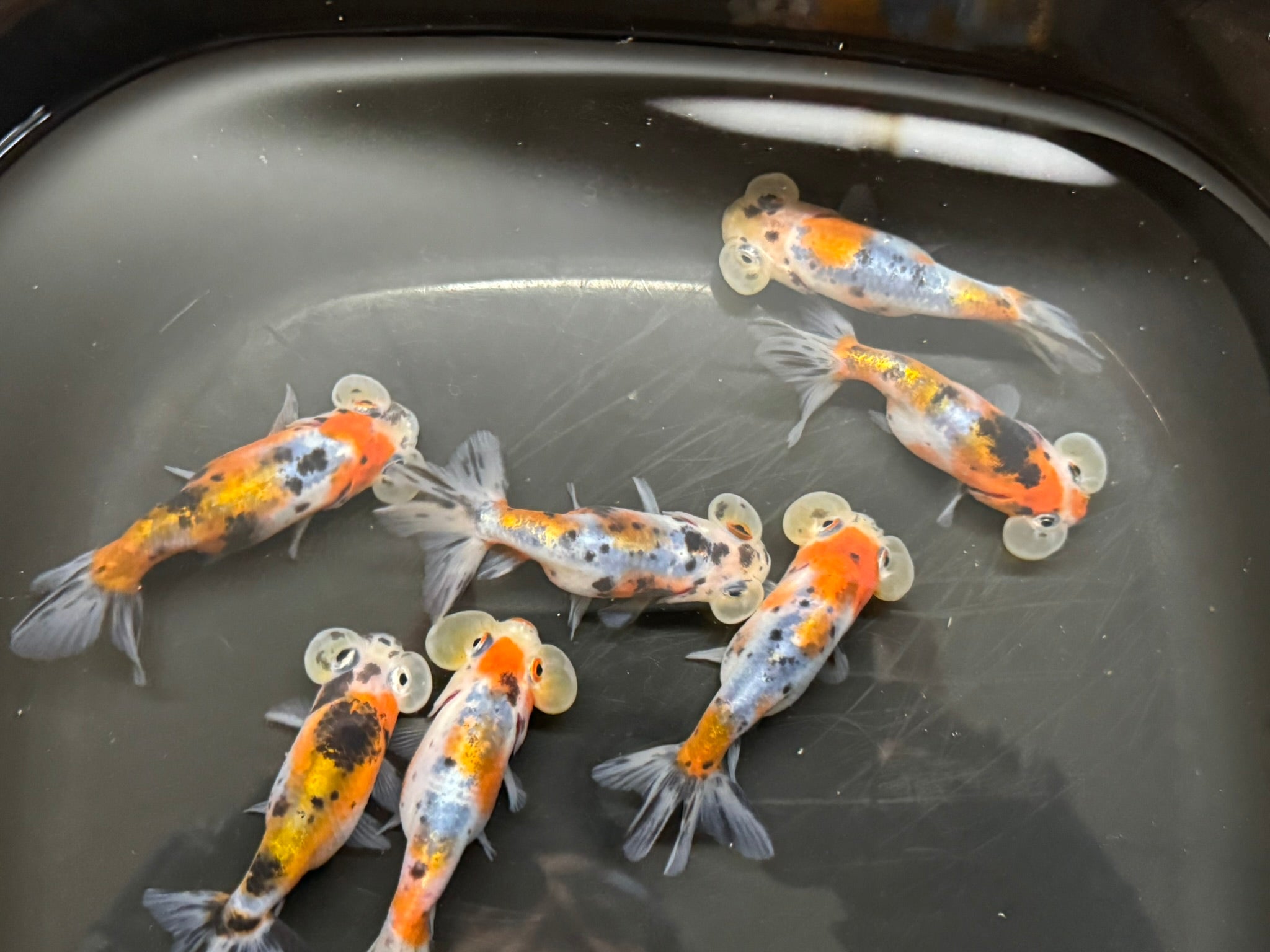 Bubble Eye Calico 7-8cm Fancy Goldfish