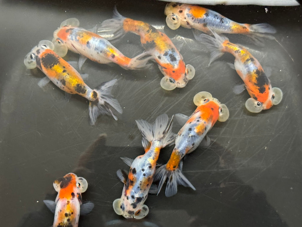 Bubble Eye Calico 7-8cm Fancy Goldfish